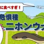 絶滅危惧種である うなぎ について 日本政府への提言:養殖量と販売量の整合性を義務化せよ!